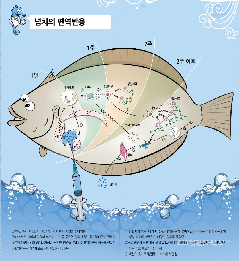 [포토] 국립수산과학원, 넙치 백신 안전접종 메뉴얼 발간