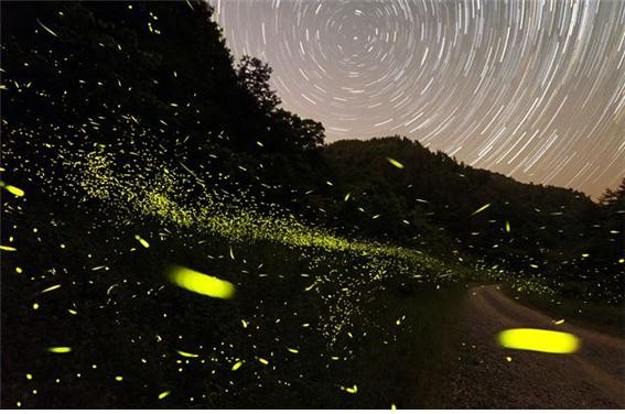 기장 반딧불이 생태체험장 기장 반딧불이 생태체험장